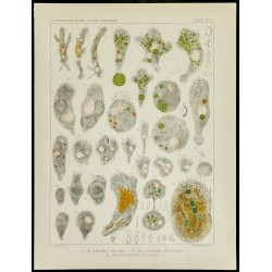 Gravure de 1879 - Lithographie d'amibes par Leidy - 1