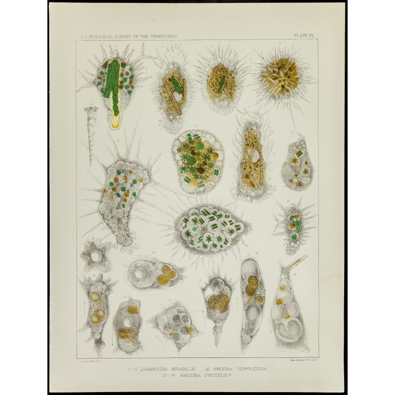 Gravure de 1879 - Lithographie d'amibes par Leidy - 1