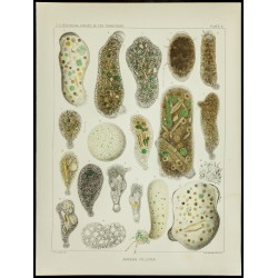 Gravure de 1879 - Lithographie d'amibes par Leidy - 1