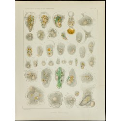 Gravure de 1879 - Lithographie d'amibes par Leidy - 1