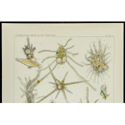 Gravure de 1879 - Lithographie d'amibes par Leidy - 2