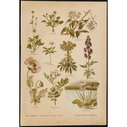 1892 - Planche I de Nos Fleurs