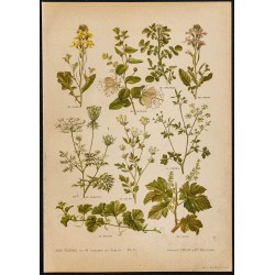1892 - Planche V de Nos Fleurs