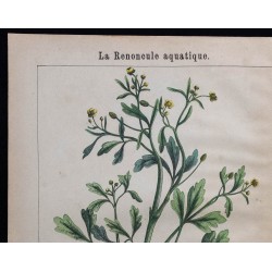1875 - Renoncule aquatique & Renoncule linguiforme 