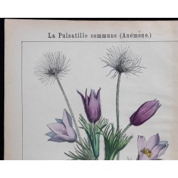 1875 - Pulsatille & Anémone des prés 