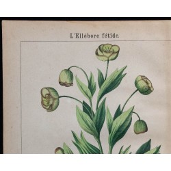 1875 - Ellébore fétide & Ellébore noir 