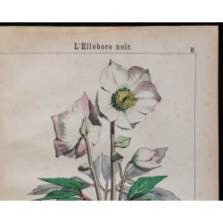 1875 - Ellébore fétide & Ellébore noir 