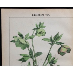 1875 - Ellébore vert & Actée des Alpes 
