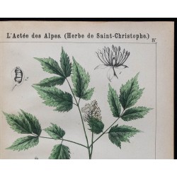 1875 - Ellébore vert & Actée des Alpes 