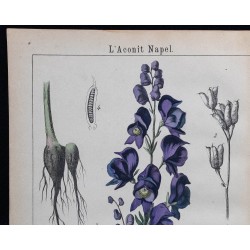 1875 - Aconit Napel & Aconit à petites feuilles 