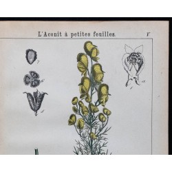 1875 - Aconit Napel & Aconit à petites feuilles 