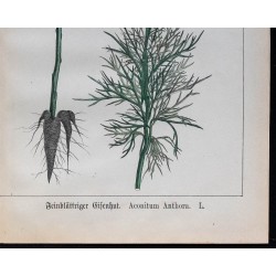 1875 - Aconit Napel & Aconit à petites feuilles 