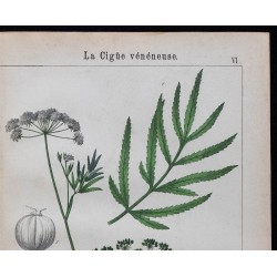 1875 - Grande Chélidoine & Ciguë vénéneuse 