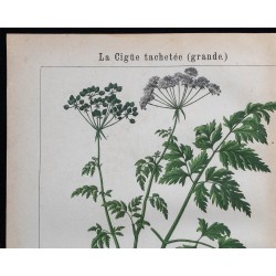 1875 - Ciguë tachetée & Petite ciguë 
