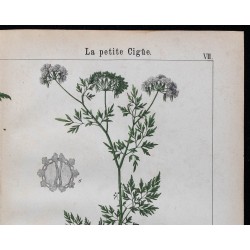 1875 - Ciguë tachetée & Petite ciguë 