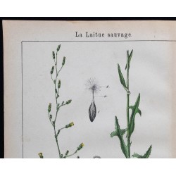1875 - Laitue sauvage & vénéneuse 