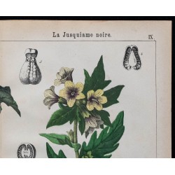 1875 - Pomme épineuse & Jusquiame noire 