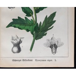 1875 - Pomme épineuse & Jusquiame noire 