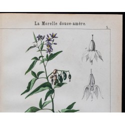 1875 - Morelle noire & Morelle Douce-amère 