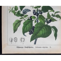 1875 - Morelle noire & Morelle Douce-amère 