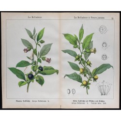 1875 - Belladone commune & Belladone à fleurs jaunes 