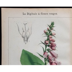 1875 - Digitale à fleurs rouges et jaunes 