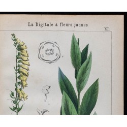 1875 - Digitale à fleurs rouges et jaunes 