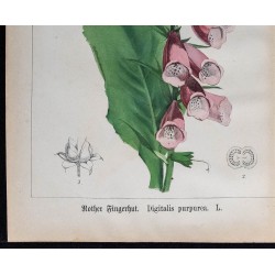 1875 - Digitale à fleurs rouges et jaunes 