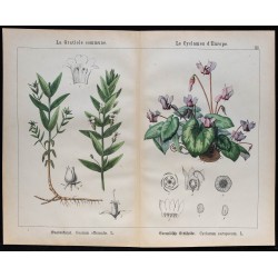 1875 - Gratiole commune & Cyclamen d'Europe 