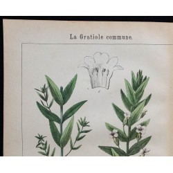 1875 - Gratiole commune & Cyclamen d'Europe 