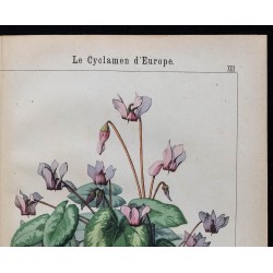 1875 - Gratiole commune & Cyclamen d'Europe 