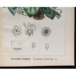 1875 - Gratiole commune & Cyclamen d'Europe 