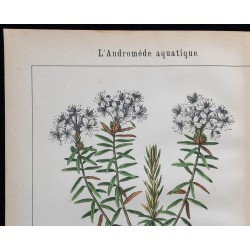 1875 - Andromède des marais & Euphorbe des cyprès 