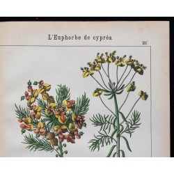 1875 - Andromède des marais & Euphorbe des cyprès 