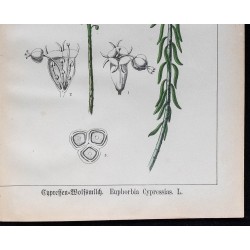 1875 - Andromède des marais & Euphorbe des cyprès 