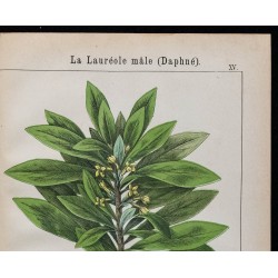 1875 - Bois-Gentil & Lauréole mâle 