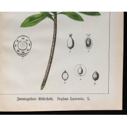 1875 - Bois-Gentil & Lauréole mâle 