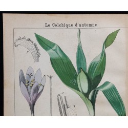 1875 - Colchique d'automne & Gouet ordinaire 