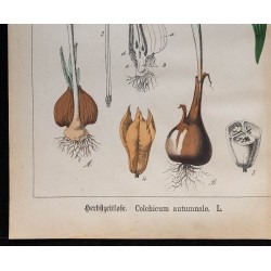 1875 - Colchique d'automne & Gouet ordinaire 