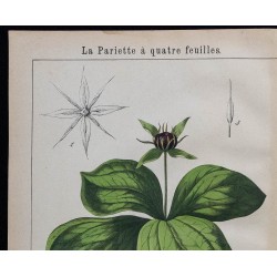 1875 - Parisette à quatre feuilles & Ivraie enivrante 