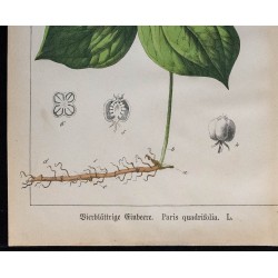 1875 - Parisette à quatre feuilles & Ivraie enivrante 
