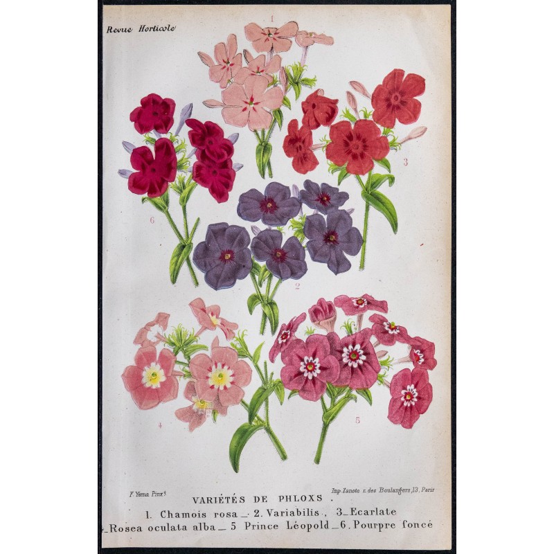 1868 - Variétés de Phlox 