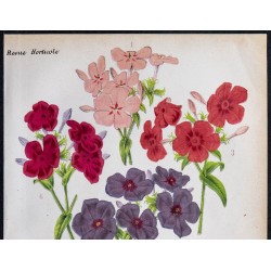 1868 - Variétés de Phlox 