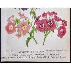 1868 - Variétés de Phlox 