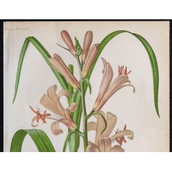 1868 - Lis Thompson (Lilium thompsonianum) 