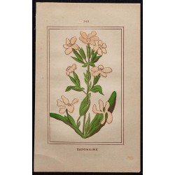 Gravure de 1886 - Saponaire - 1