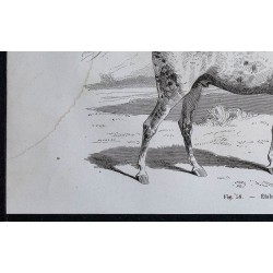 1861 - Étalon de pur sang anglais 