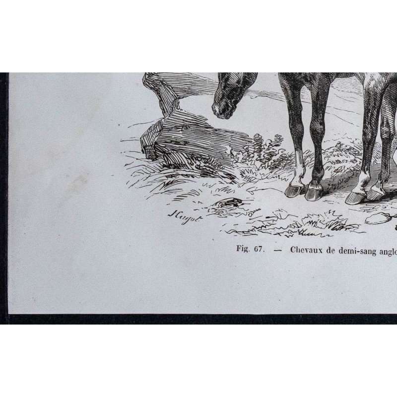 Gravure Ancienne Originale – 1882 – Cheval Demi-sang Anglo-breton – Authentique 24x15 Cm