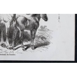 1861 - Grosse race bretonne du Finistère 