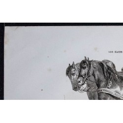 1861 - Chevaux de race ardennaise améliorée 